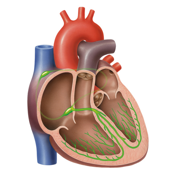Herz teilgeöffnet mit Reizleitungssystem